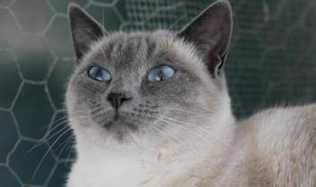 Isra Bild von Isra