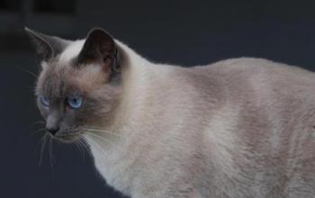 Isra Bild von Isra