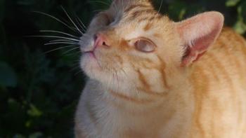 Kisho Bild von Kisho
