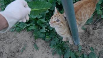 Kisho Bild von Kisho