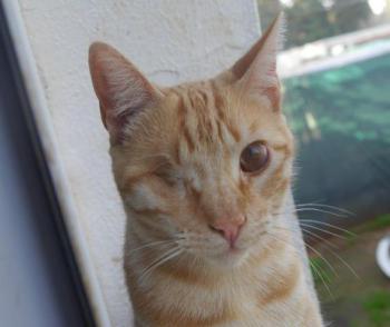Kisho Bild von Kisho