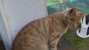 Kisho Bild von Kisho