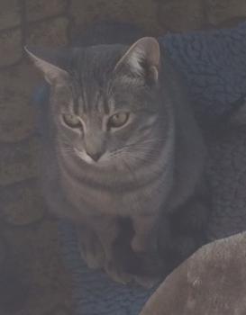 Sookie Bild von Sookie