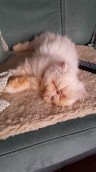 Pumuckl Bild von Pumuckl