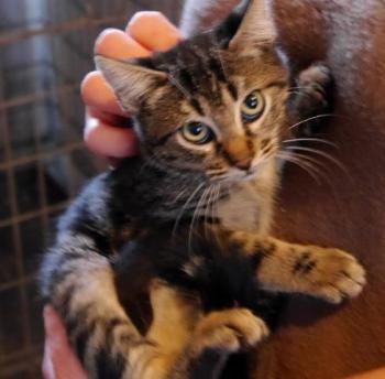 Nicole Bild von Nicole