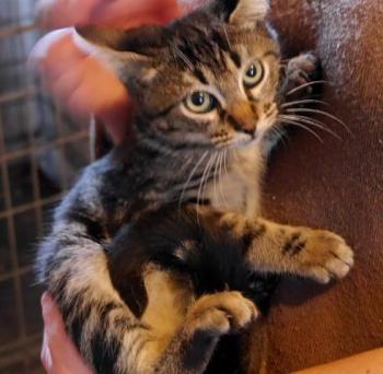 Nicole Bild von Nicole