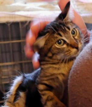 Nicole Bild von Nicole