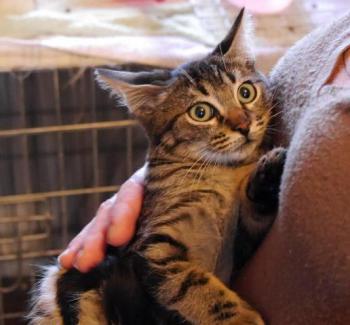 Nicole Bild von Nicole