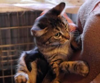 Nicole Bild von Nicole