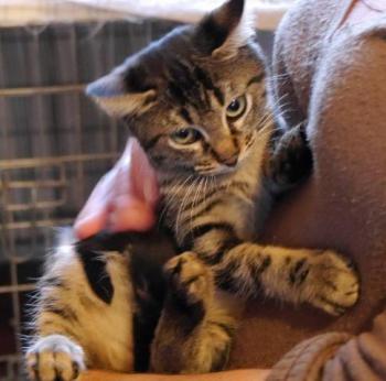 Nicole Bild von Nicole