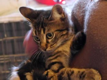 Nicole Bild von Nicole