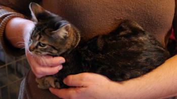 Nicole Bild von Nicole