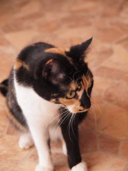 Irina Bild von Irina