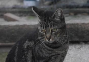 Tiki-Tike Bild von Tiki-Tike