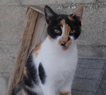 Saphra Bild von Saphra