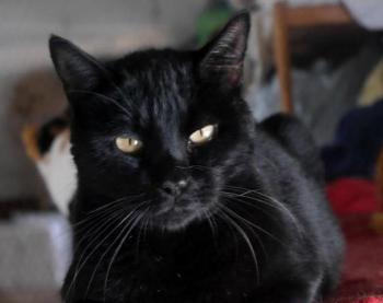 Miki Bild von Miki