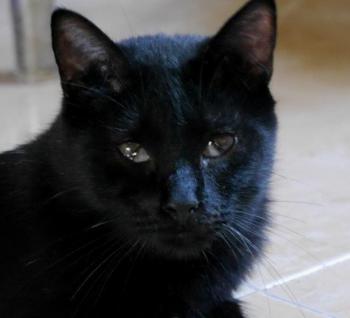 Bild von Coco
