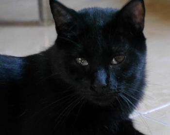 Bild von Coco