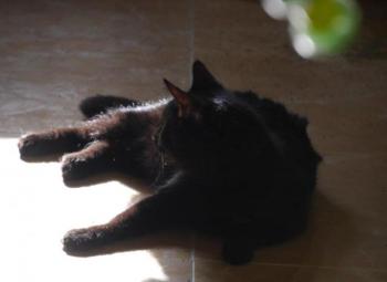 Bild von Coco