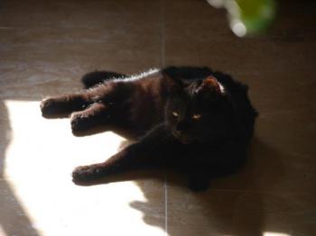 Bild von Coco