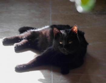 Bild von Coco