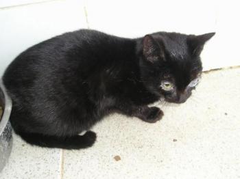 Bild von Merlin