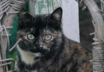 Sanya Bild von Sanya