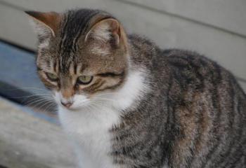 Shakina Bild von Shakina