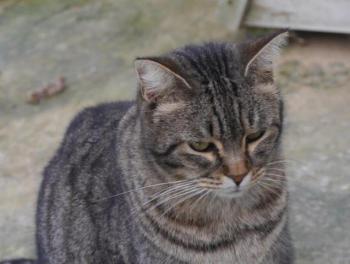 Tomasin Bild von Tomasin