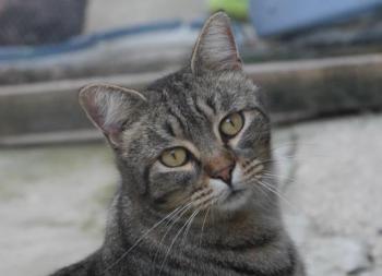 Tomasin Bild von Tomasin