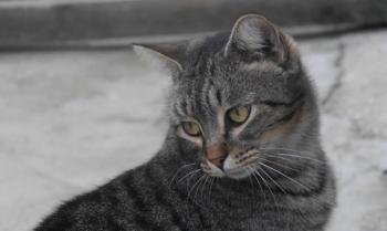 Tomasin Bild von Tomasin