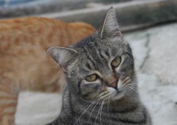 Tomasin Bild von Tomasin