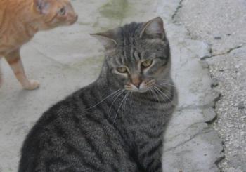 Tomasin Bild von Tomasin