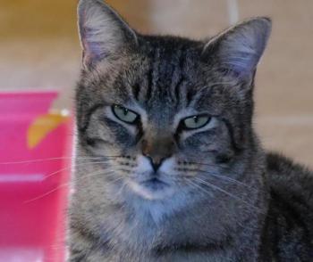 Tomasin Bild von Tomasin