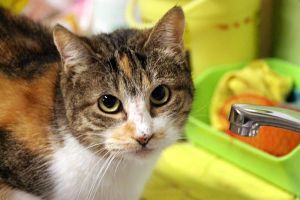 Arizona Baby Bild von Arizona Baby