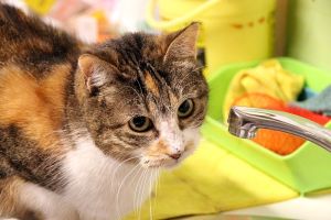 Arizona Baby Bild von Arizona Baby