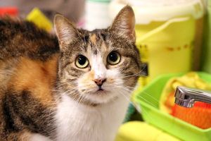 Arizona Baby Bild von Arizona Baby