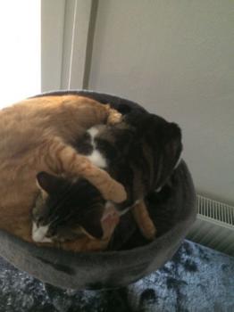 Bild von Cherie