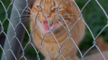 Orpheus Bild von Orpheus