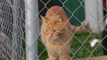 Orpheus Bild von Orpheus