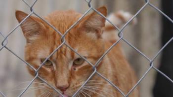 Orpheus Bild von Orpheus