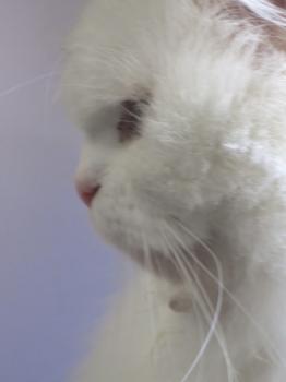 Totoo Bild von Totoo