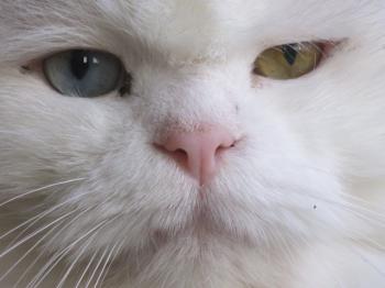 Totoo Bild von Totoo