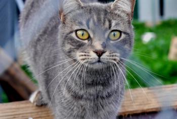 Bibi Bild von Bibi