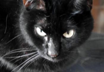 Coddy Bild von Coddy