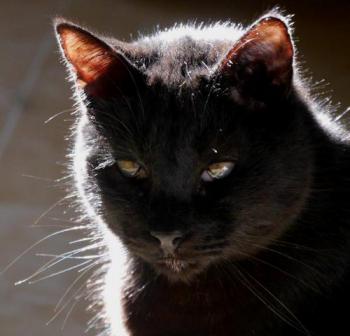 Bild von Coco