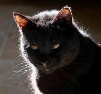 Bild von Coco