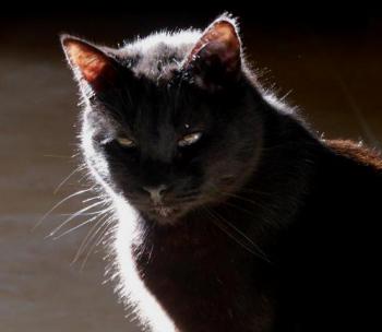 Bild von Coco