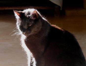 Bild von Coco