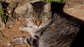 Tigger Bild von Tigger